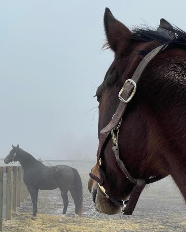 Close profile of a bay horse in a halter in fog, another horse standing at a fence behind