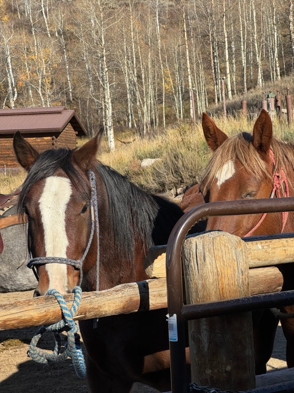 A bay horse with a white blaze and a chestnut horse stand tied at a log rail beside aspens