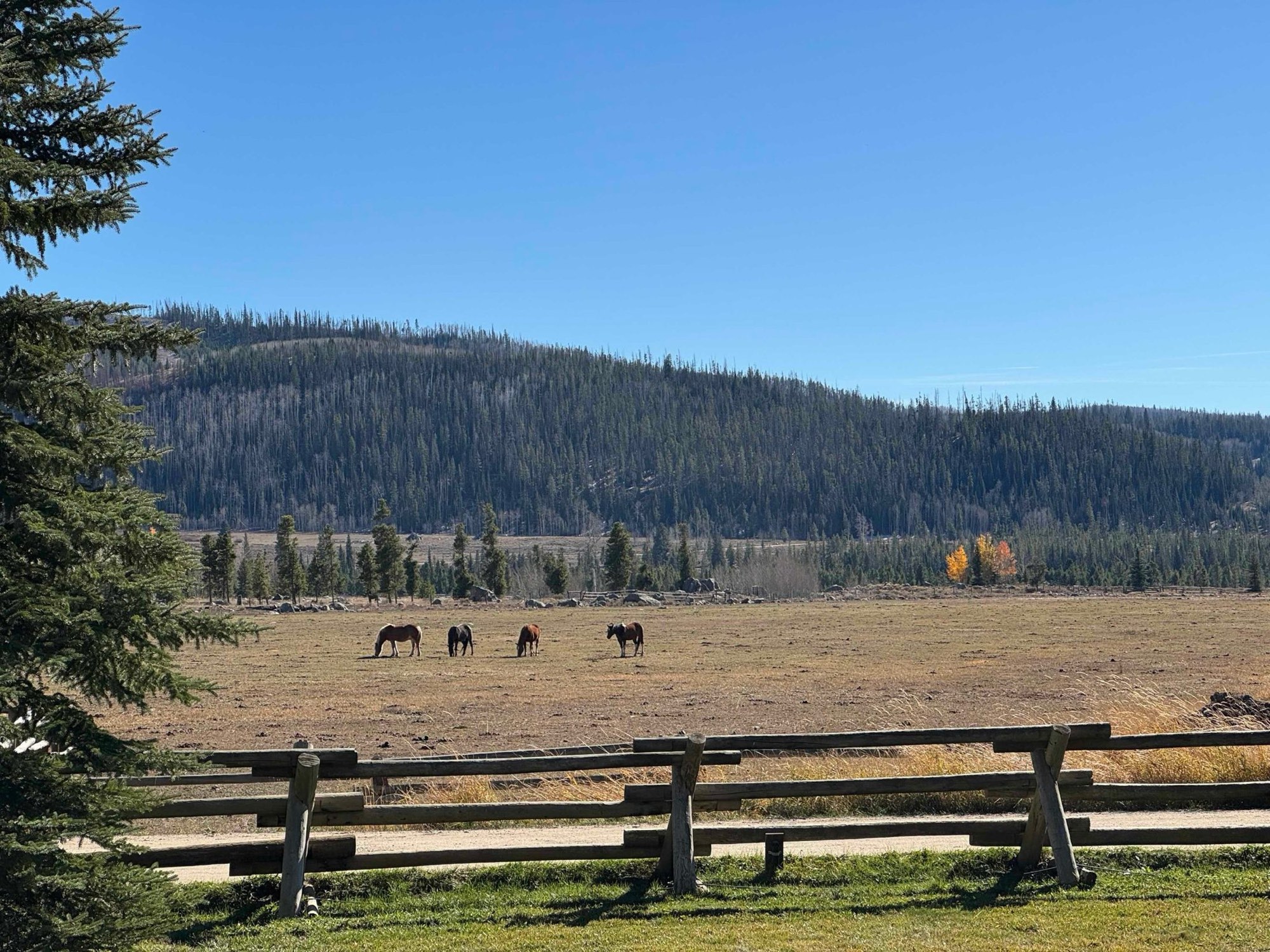 Four horses graze in a wide meadow behind a split-rail fence, forested hills beyond