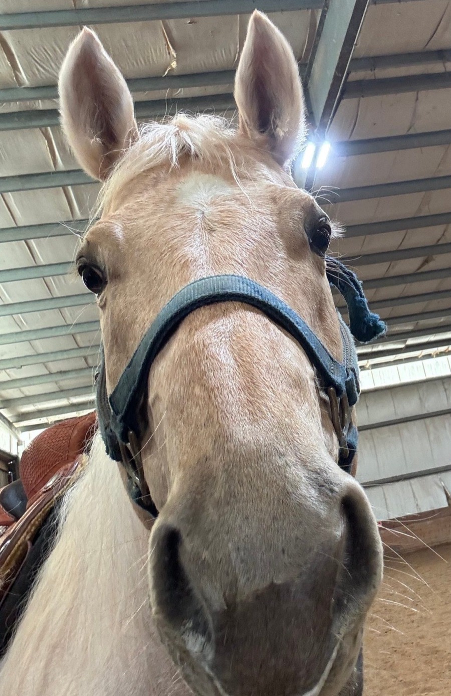 A palomino horse in a halter looks straight into the camera in an indoor arena.