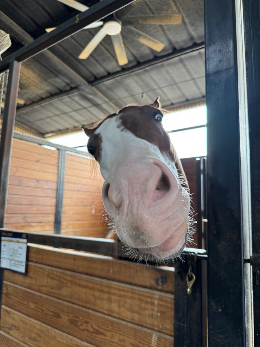 A chestnut paint horse leans its nose over a stall door toward the camera
